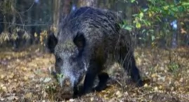 Rosnące zagrożenie dzikami w Łodygowicach samorząd r&hellip;