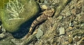 Głowacz białopłetwy symbolem czystych potoków Beskid&hellip;