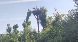 Nowe życie bocianów w Łodygowicach po wymianie gniazda