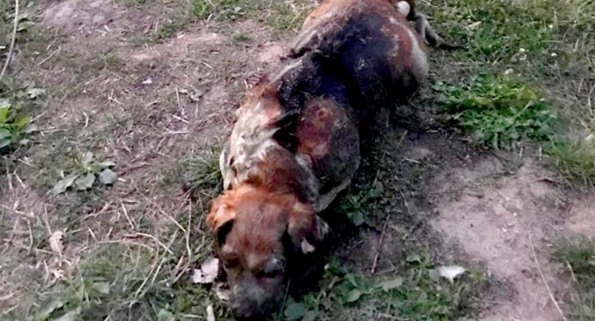 KOMUNIKAT POLICJI - POSZUKIWANY WŁAŚCICIEL I SPRAWCA