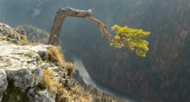 Sosna na Sokolicy w Pieninach