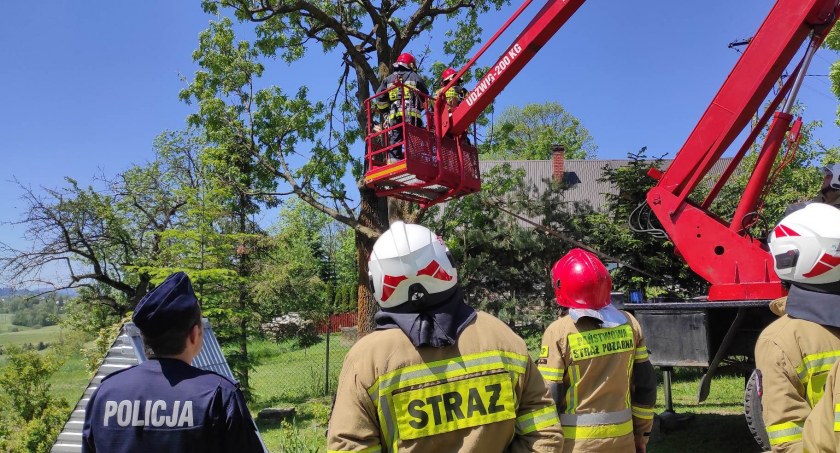 Mężczyzna spadł z drzewa i został przewieziony do szpitala