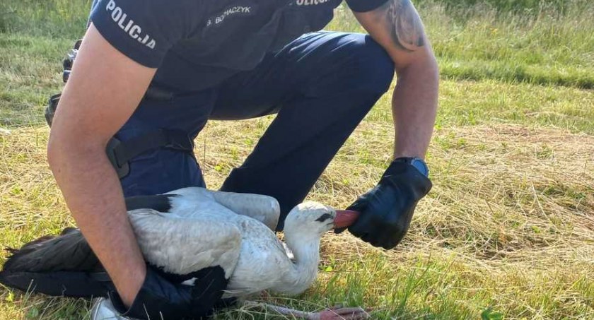 Policjanci z Jabłonki zaopiekowali się rannym bocianem
