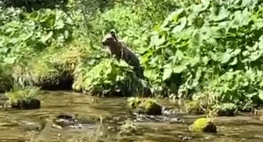 Upały doskwierają zwierzętom