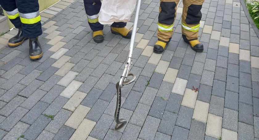 Intruz na posesji w Jabłonce - interweniowali strażacy