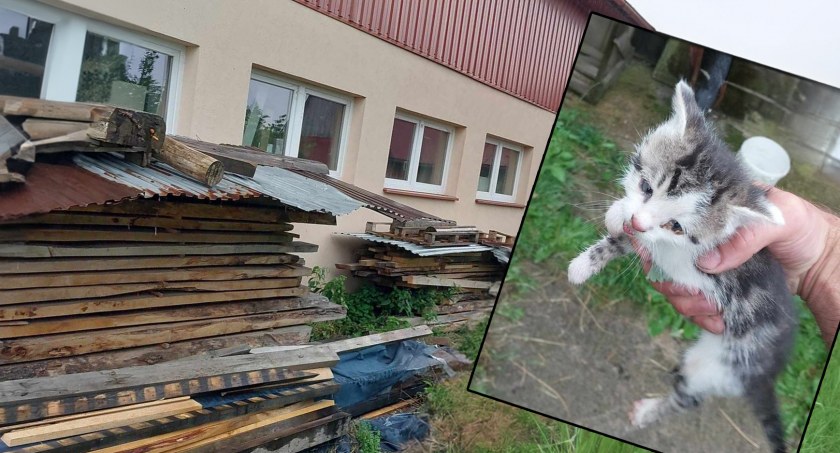 Mieszkańcy Podczerwonego uratowali dwa małe kotki