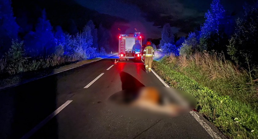 Zderzenie samochodu osobowego z sarną