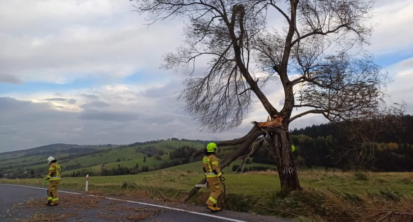 Powalone drzewa w Chochołowie i Cichem 