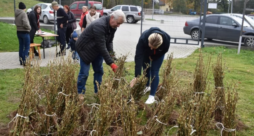 Drzewko dla Niepodległej