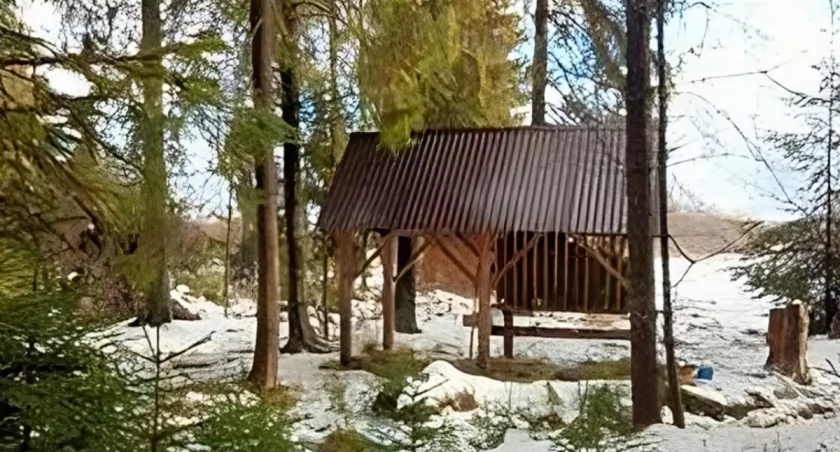 Piękna tradycja - dbają o zwierzęta w wigilię