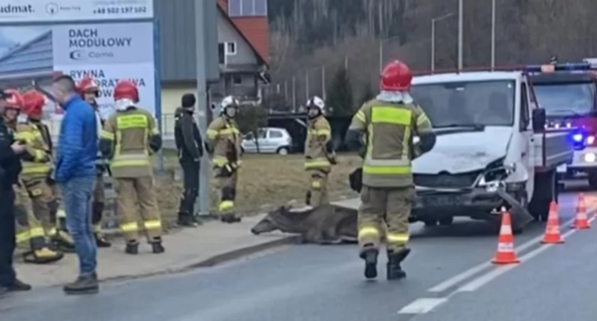 Zderzenie z łanią 