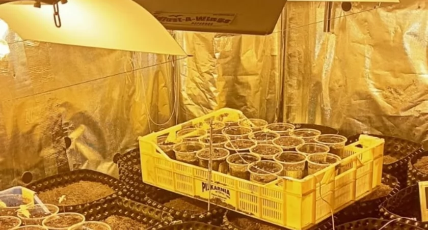 7 kg marihuany i zlikwidowana plantacja ukryta za drzwiami szafy 