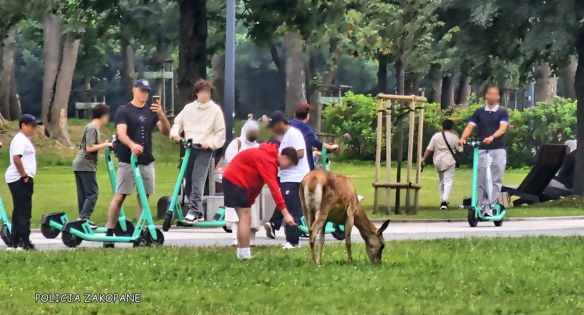 Apel policji - nie dokarmiaj dzikich zwierząt
