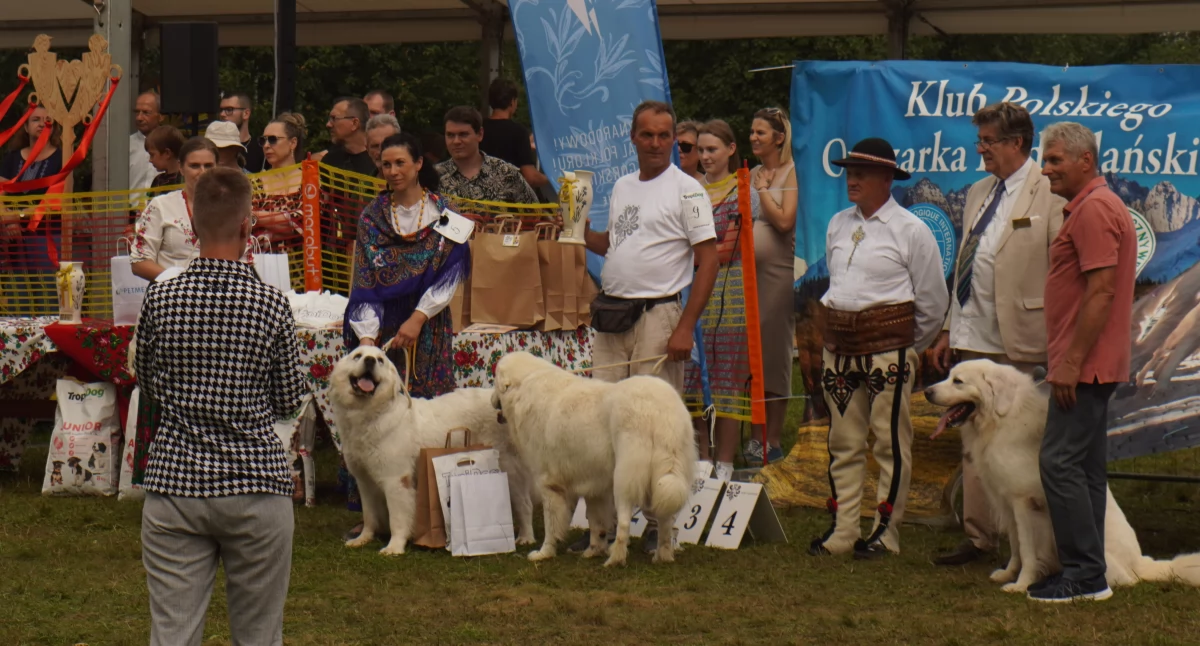 Wystawa owczarków podhalańskich w ramach 55. Międzynarodowego Festiwalu Folkloru Ziem Górskich