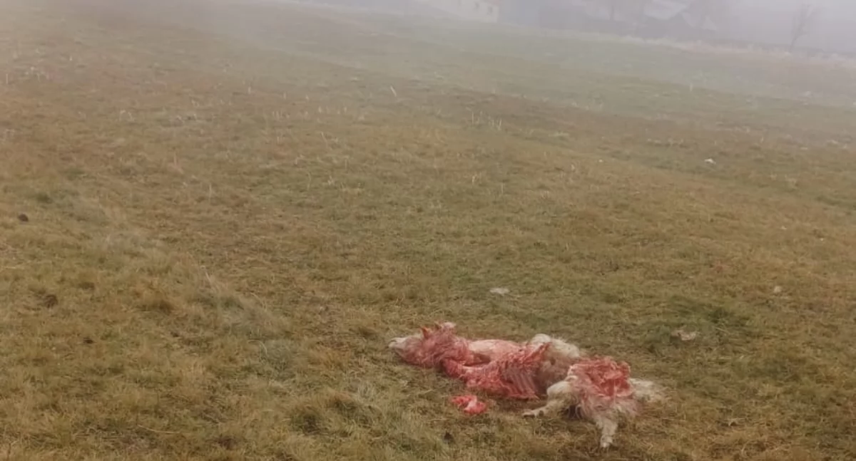 Kolejny atak wilków w Starem Bystrem – mieszkańcy w strachu