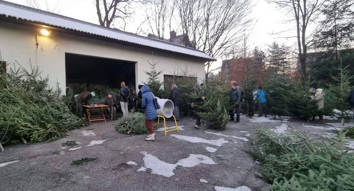 Sprzedaż choinek świerkowych w Nadleśnictwie Nowy Targ