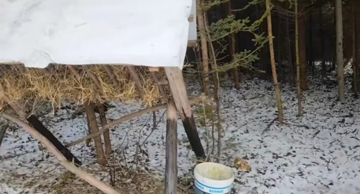 Wigilijna tradycja karmienia zwierząt także na Orawie