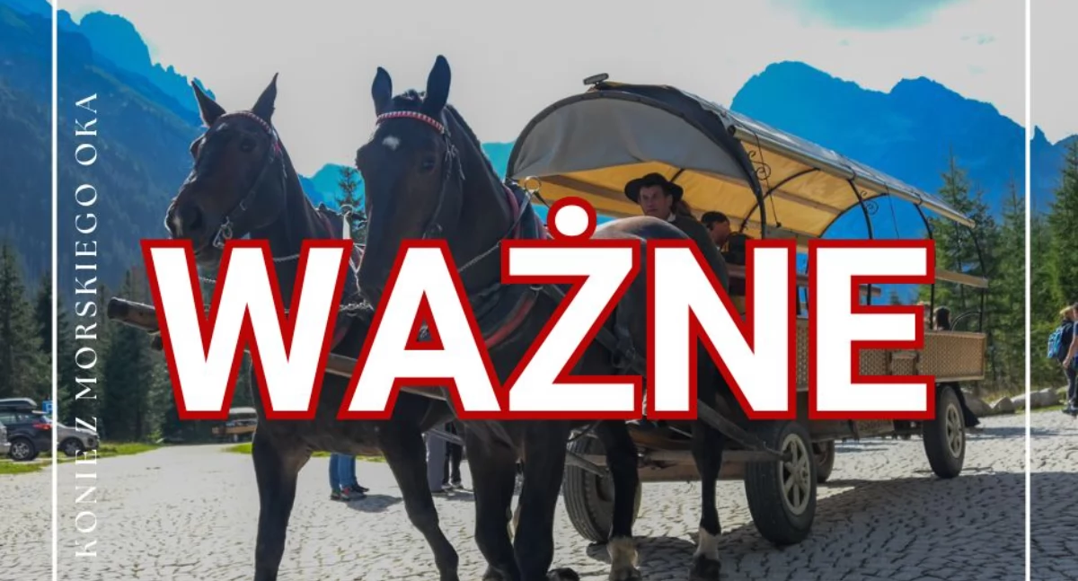 Nie znęcają się nad końmi - kolejny biegły weterynarz to potwierdza