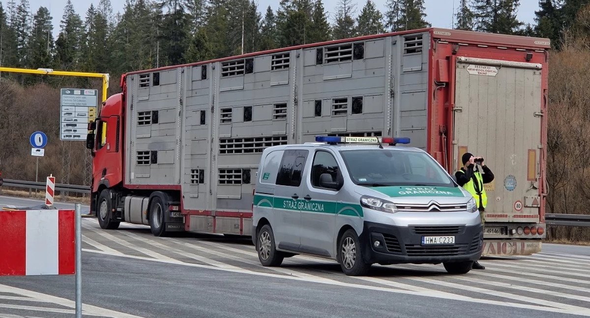 Działania Karpackiego Oddziału Straży Granicznej w związku z zagrożeniem pryszczycą w Małopolsce