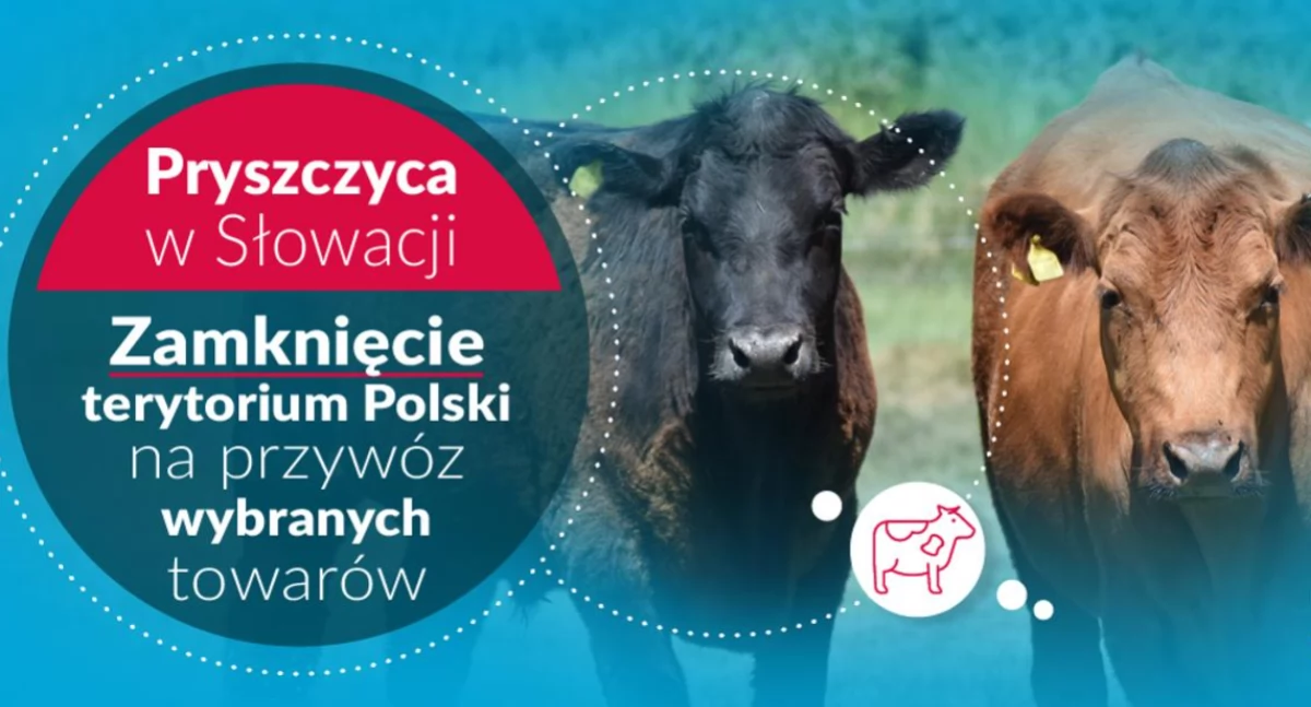 Polska zamyka granicę dla wybranych produktów ze Słowacji z powodu ognisk pryszczycy