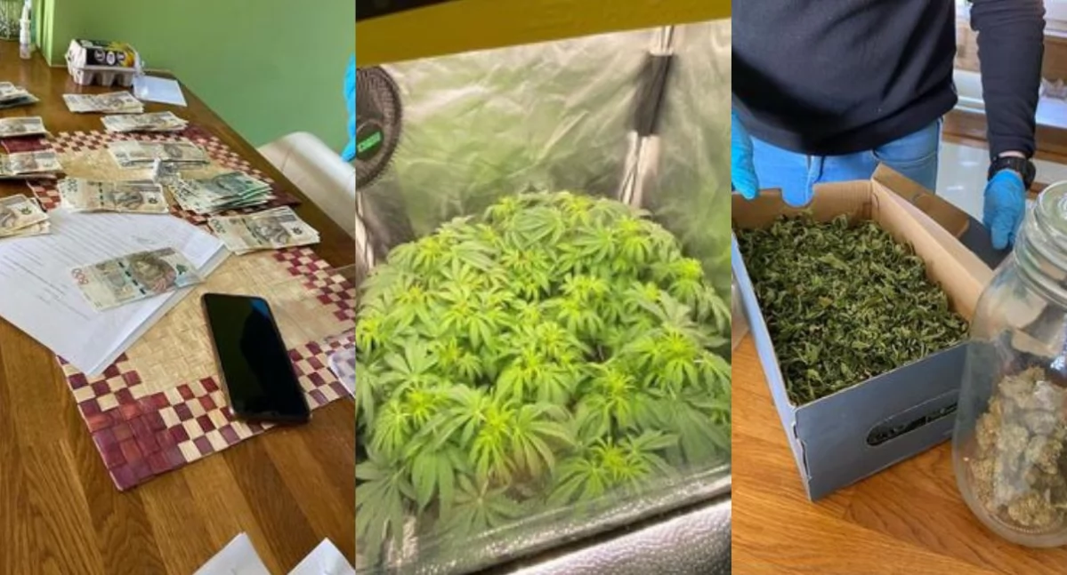 Policja zlikwidowała plantację marihuany – zatrzymano 43-latka