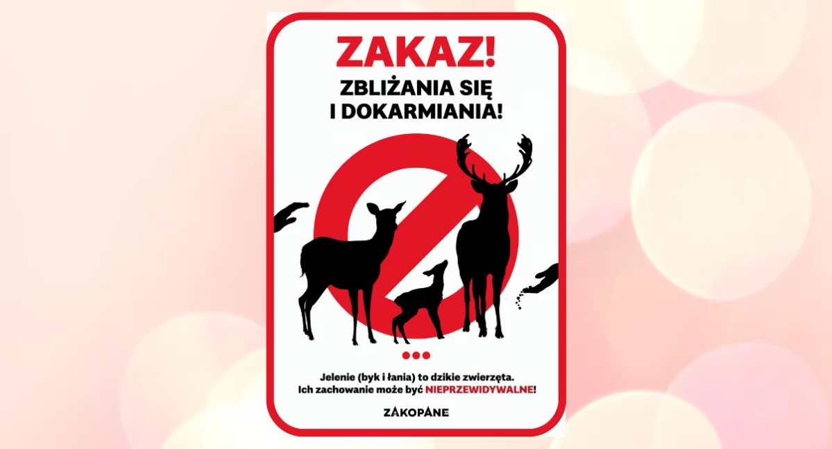 Uwaga! Nie zbliżaj się do jeleni – to dzikie zwierzęta!