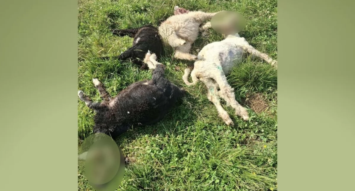  Kolejny atak wilków - w nocy w Cichem zagryzły 8 owiec