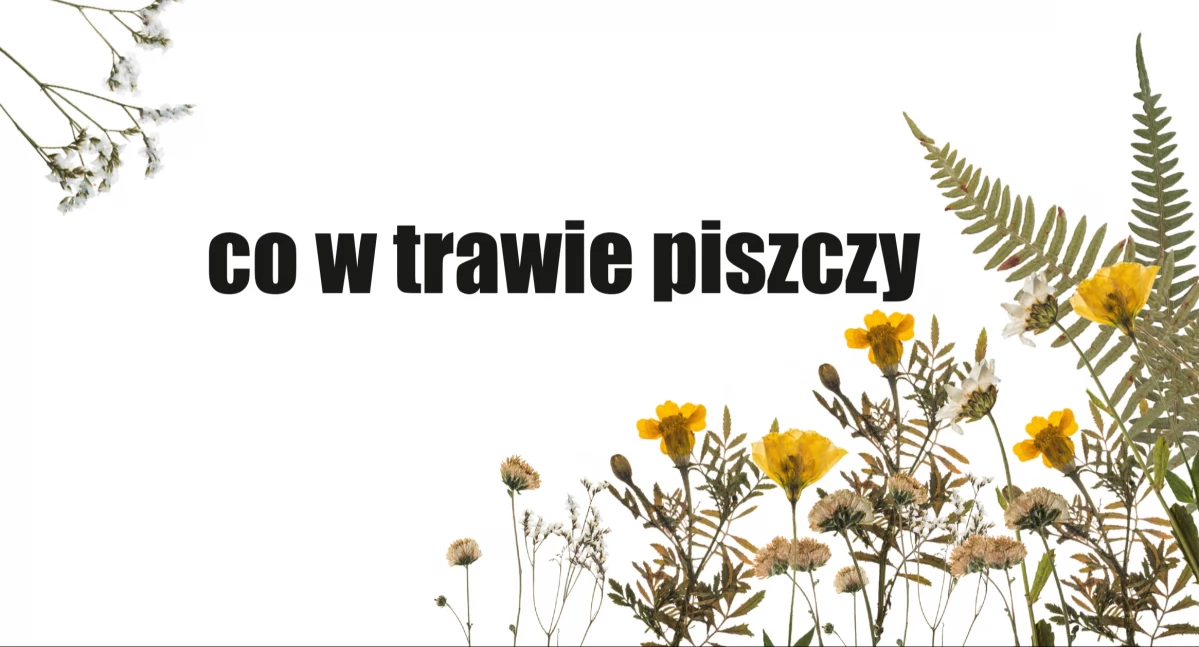 Papierowe zwierzęta i tajemnice lasu - bezpłatne warsztaty plastyczne dla dzieci w Zakopanem