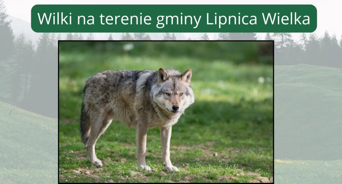 Wilki na terenie gminy Lipnica Wielka