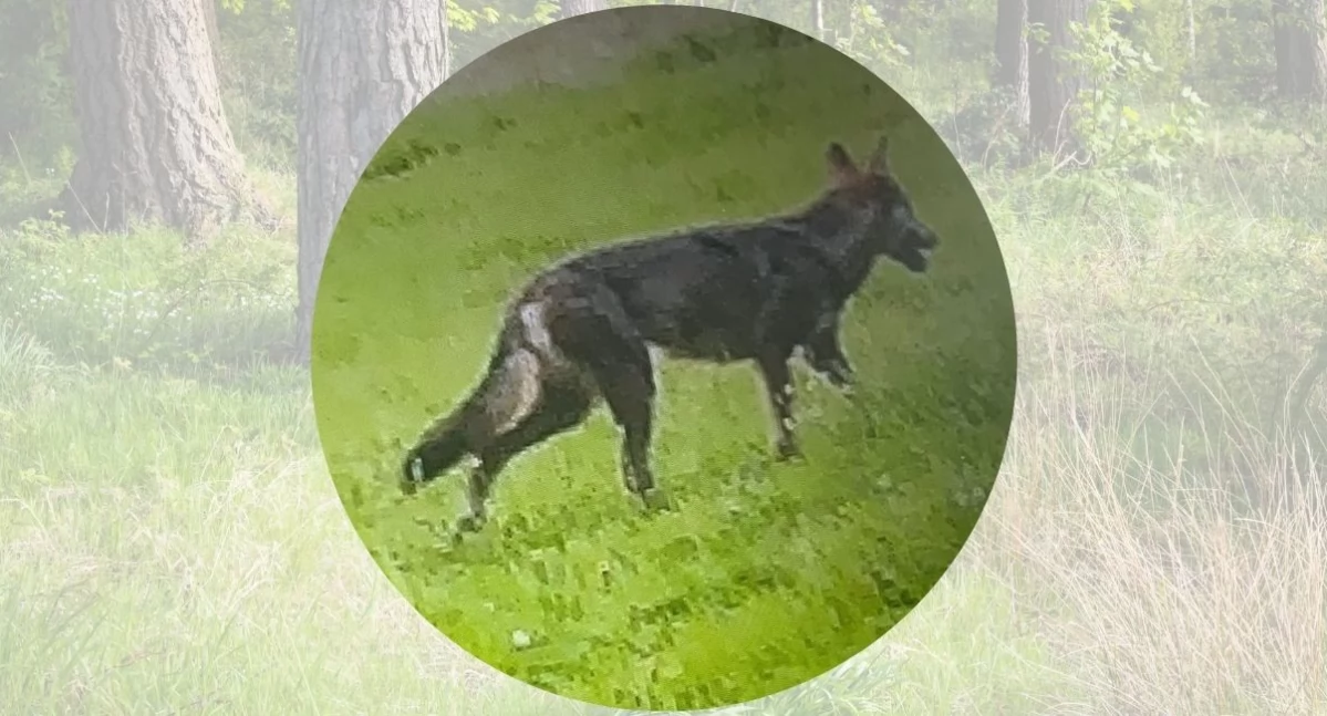 Wilk zagryzł owce w Podszklu - sołtys apeluje o ostrożność