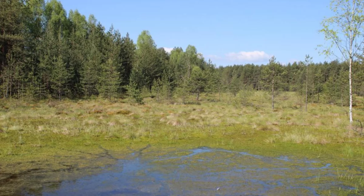 Rezerwat „Bór na Czerwonem” w Nowym Targu powiększony do blisko 195 hektarów