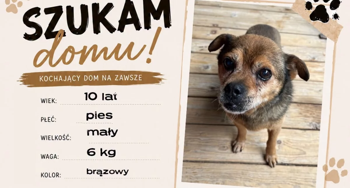 Gmina Poronin szuka domów dla psów - samorząd apeluje o adopcję po zamknięciu schroniska w Nowym Targu