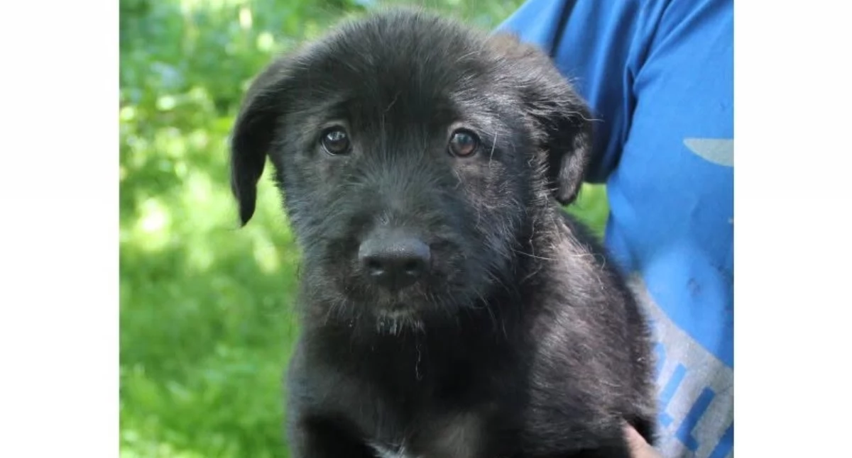 Gmina Biały Dunajec apeluje o adopcję psów - ponad 20 czworonogów pilnie potrzebuje nowych domów