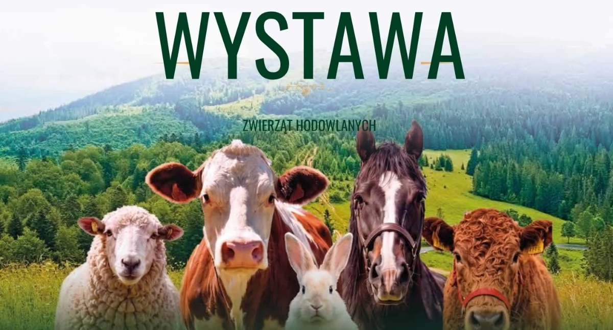 Ludźmierz ponownie stanie się stolicą hodowców. Przed nami XIII Podhalańska Wystawa Zwierząt Hodowlanych