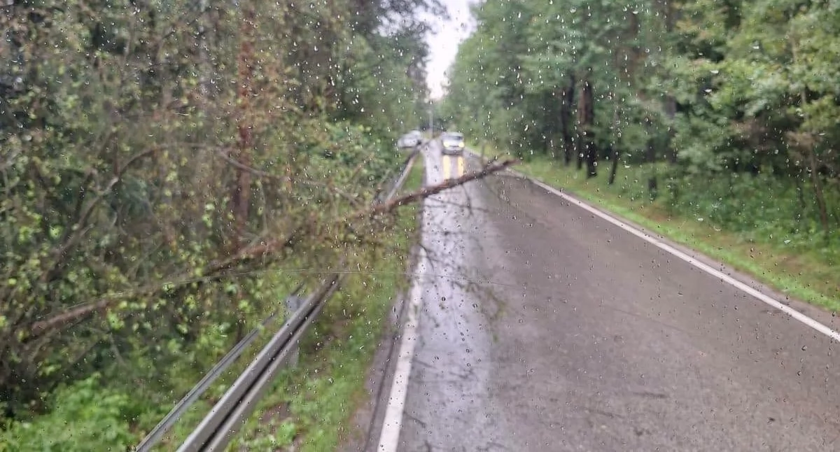 Ulewa powaliła drzewa na drogę. Strażacy z Zaskala szybko usunęli zagrożenie