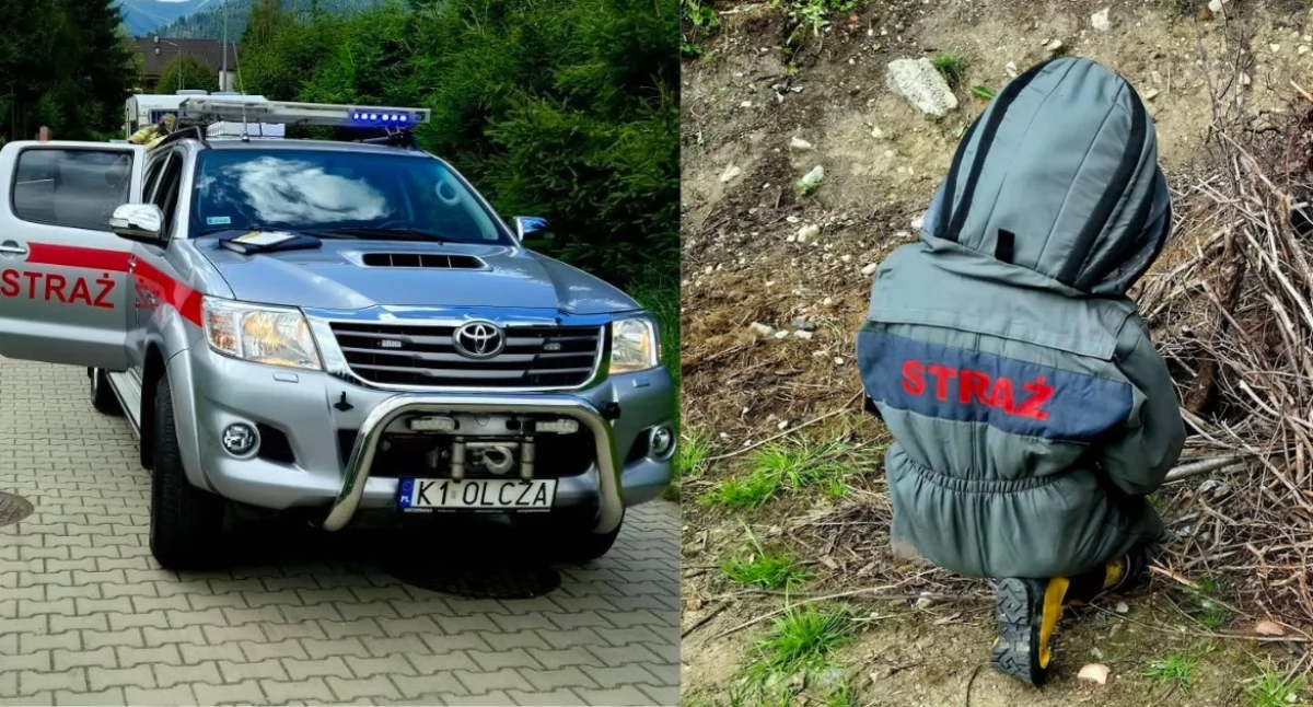  Gniazdo os zagrażało dzieciom. Strażacy interweniowali na Pardałówce w Zakopanem