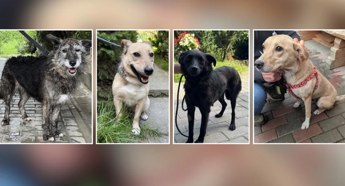 Kolejne udane adopcje w Nowym Targu. Kilka psiaków rozpoczęło nowe życie