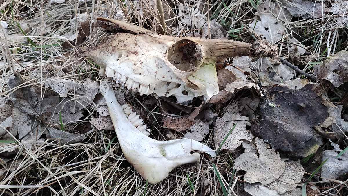 Światowy Dzień Ziemi pełen śmieci (zdjęcia)