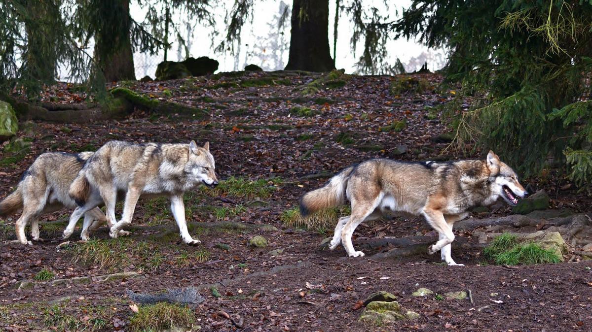 Uwaga na watahę wilków w gorczańskich lasach