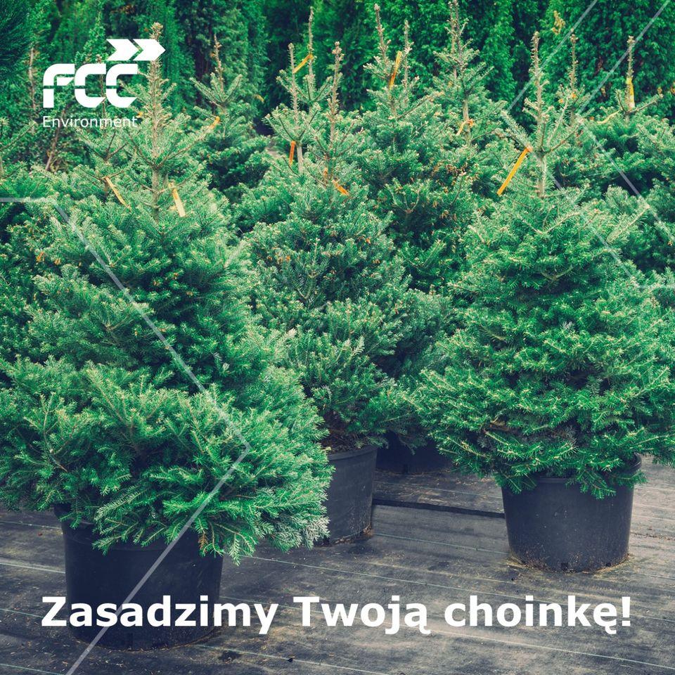 Drugie życie choinki
