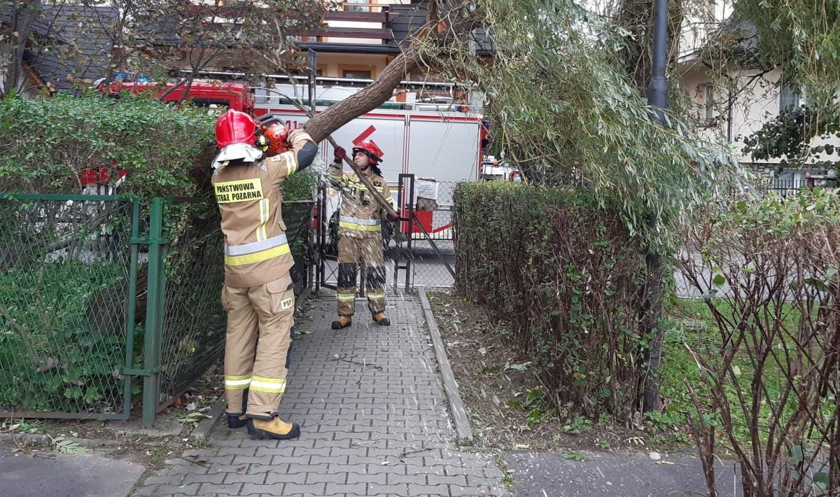 Wiatr powalił drzewo w Zakopanem