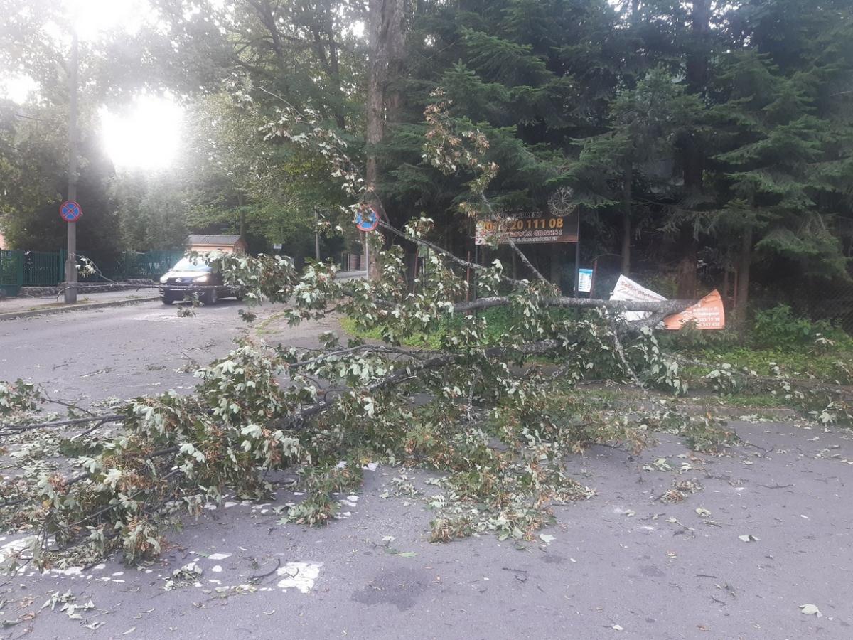 Wieje w Zakopanem. Złamane drzewo na ul. Żeromskiego (zdjęcia)