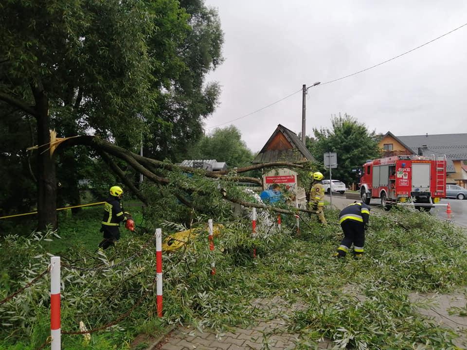 Ułamany konar drzewa przewrócił się na przystanek (zdjęcia)