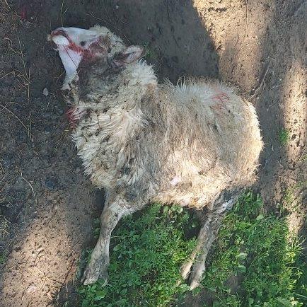 Wilk jest pod ochroną, jednak można go odstrzelić w wyjątkowych sytuacjach
