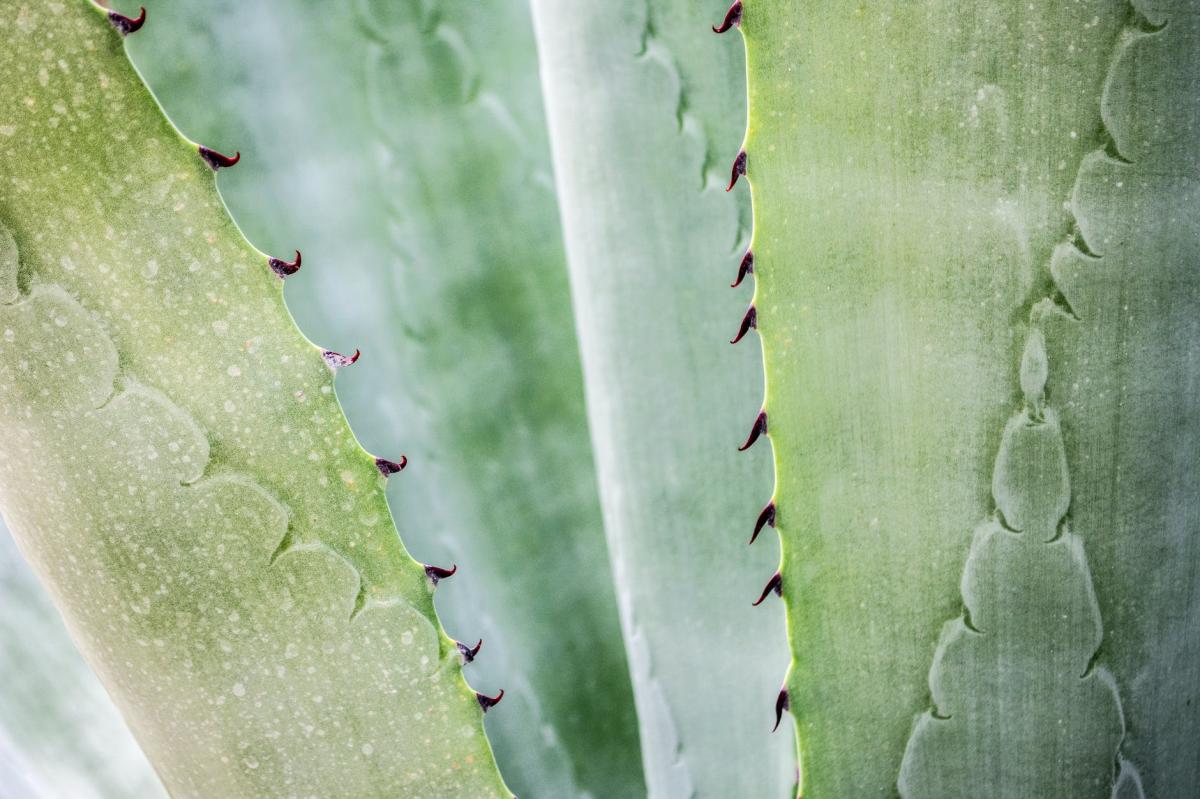 Czas na zdrowie, czas na aloes