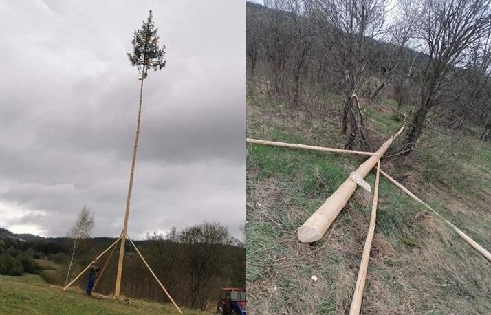 Zbezcześcili tradycję - ścięli orawskiego moja w Piekielniku (zdjęcia)