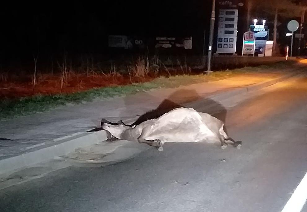 Łanie wychodzą na ulice - niestety czasem giną pod kołami