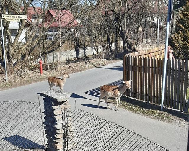 Daniele spacerują po ulicach Czarnego Dunajca (zdjęcia)