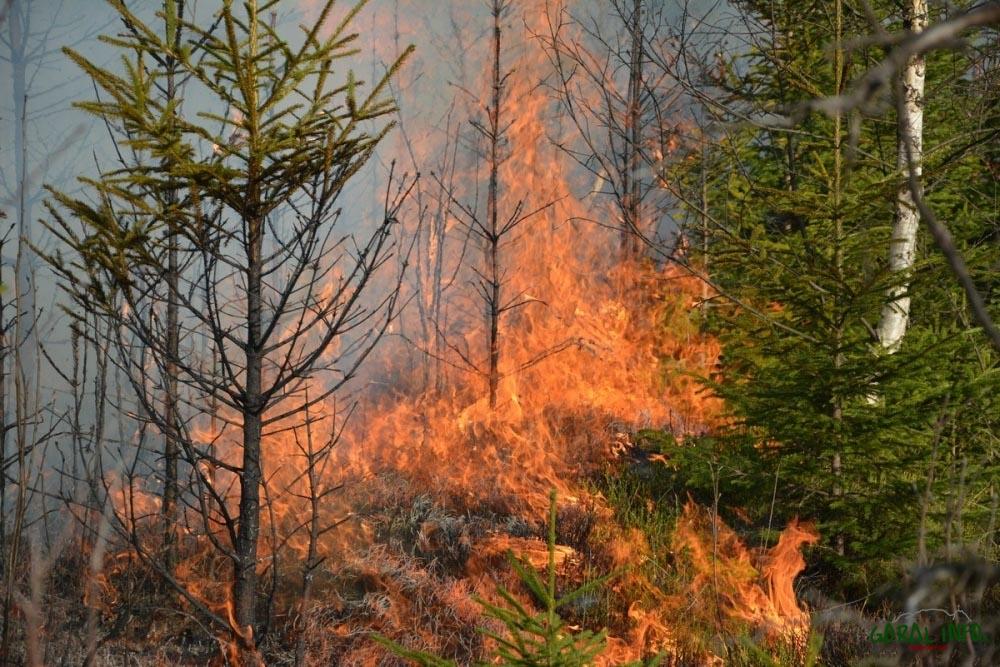 Za podpalanie traw grozi kara aresztu, grzywny do 5000 zł, a nawet 12 lat pozbawienia wolności