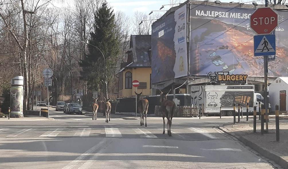 Łanie wyszły na ulice Zakopanego - nie boją się koronawirusa (zdjęcia)
